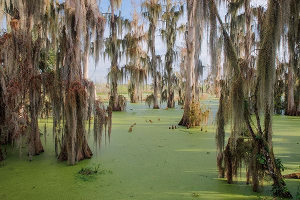 Jones, Adam 아티스트의 Cypress trees draped in Spanish moss-Circle B Ranch-Polk County-Florida작품입니다.